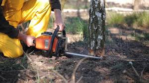 How Our Tree Care Process Works  in  Windsor, IL